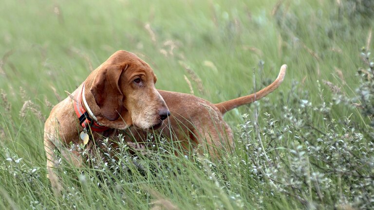 Bracco Italiano