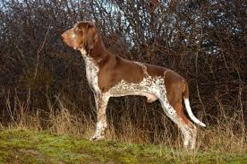 Bracco Italiano